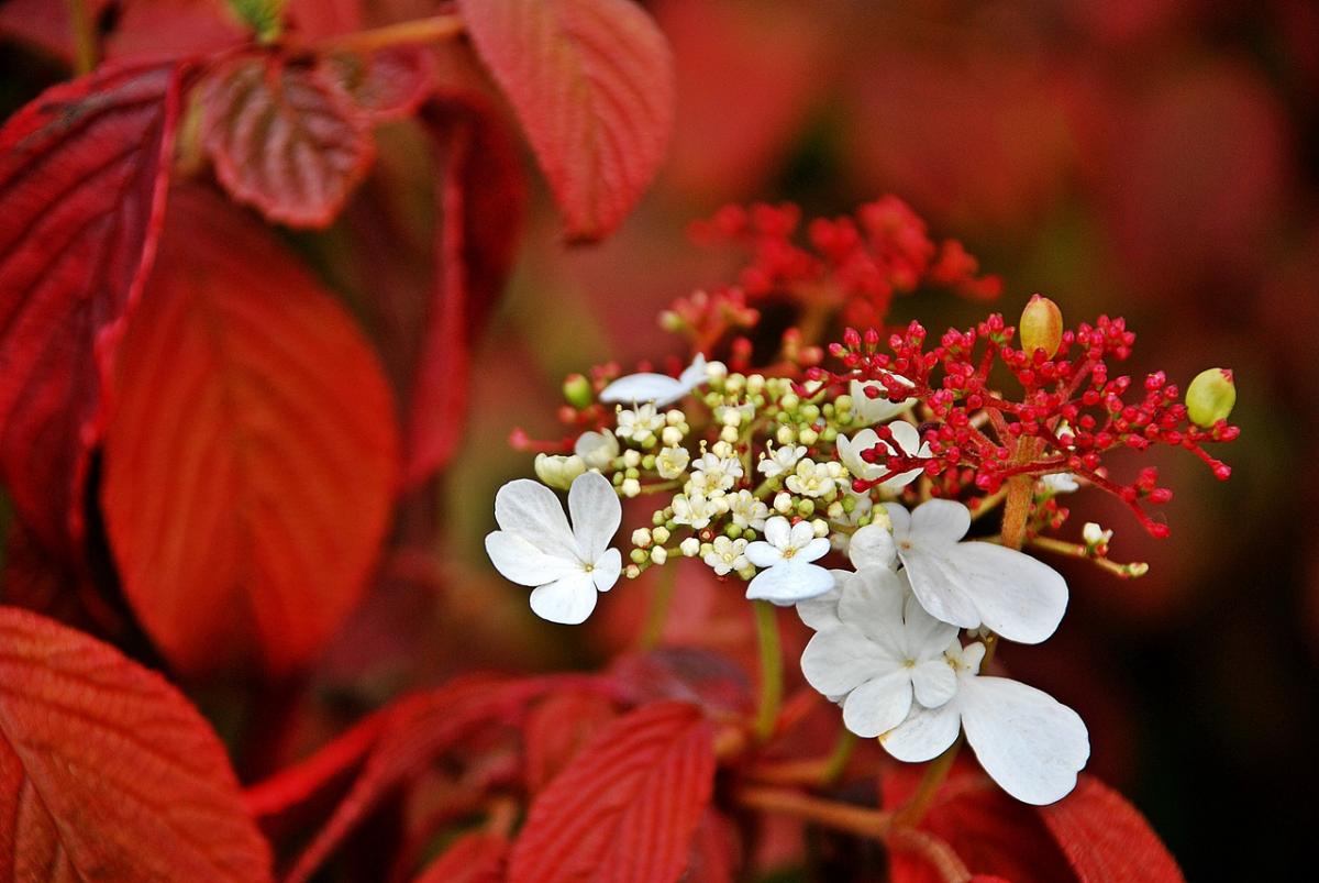 Blüten in rot