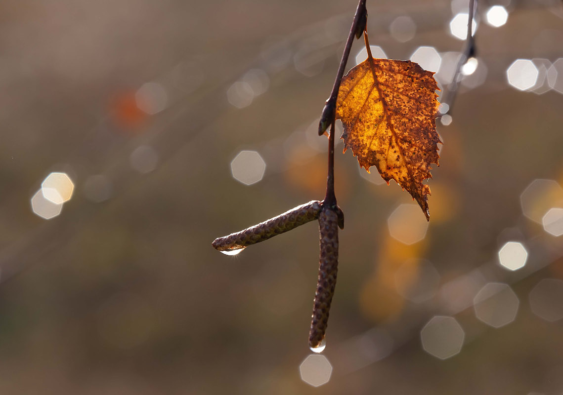 Blüten, Knospen und ein altes Blatt.jpg