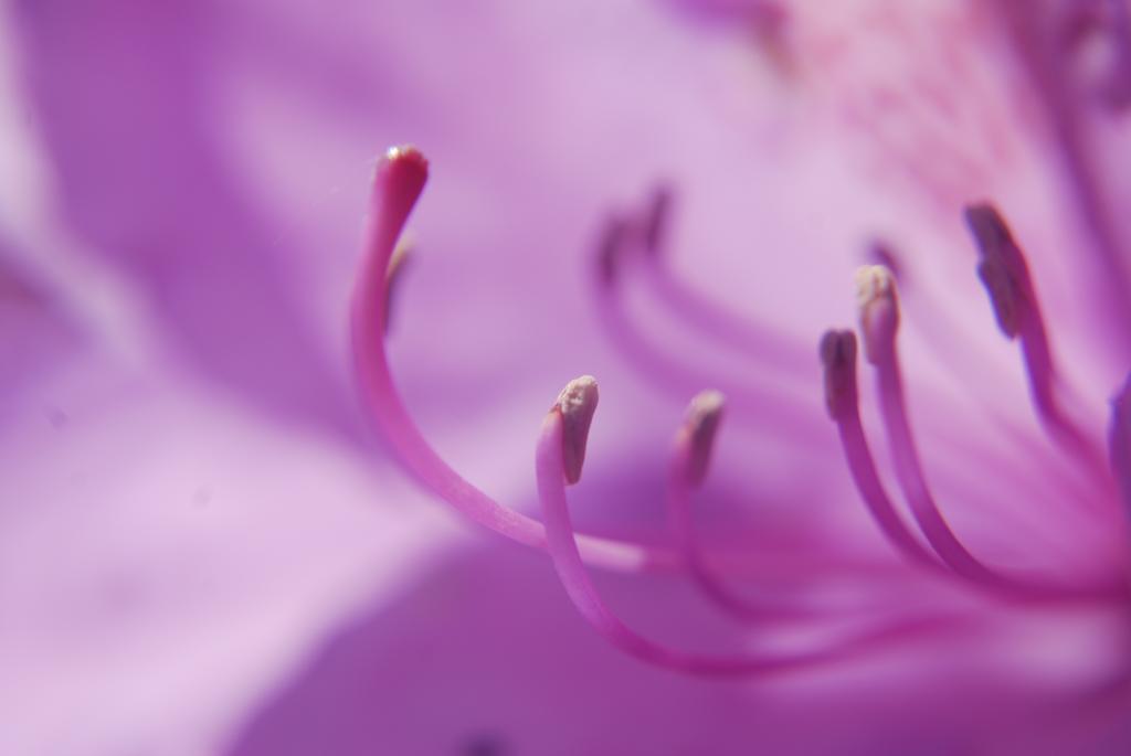 Blüten-Makro