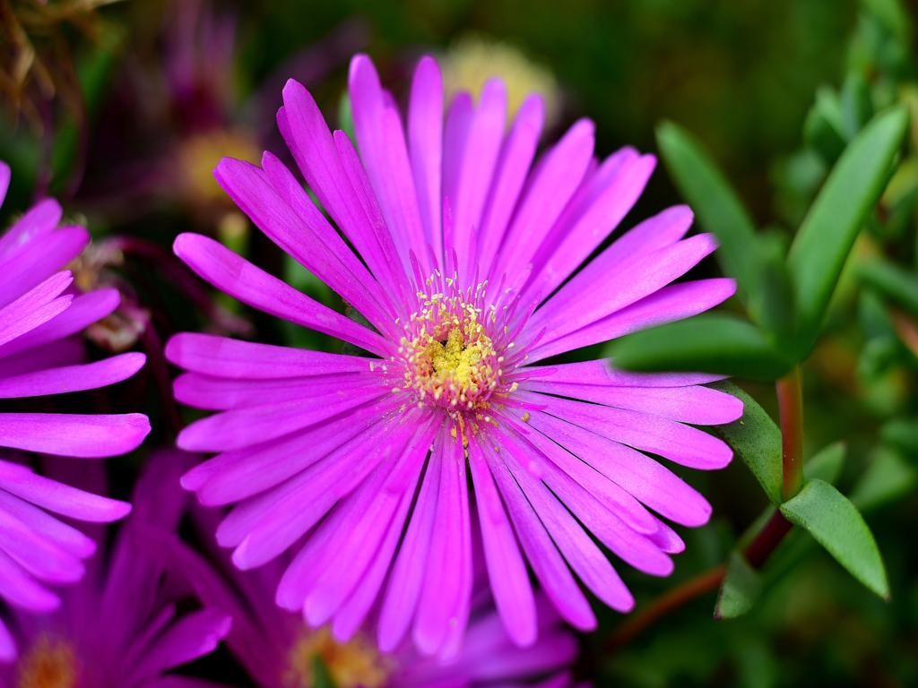 Blüten pink