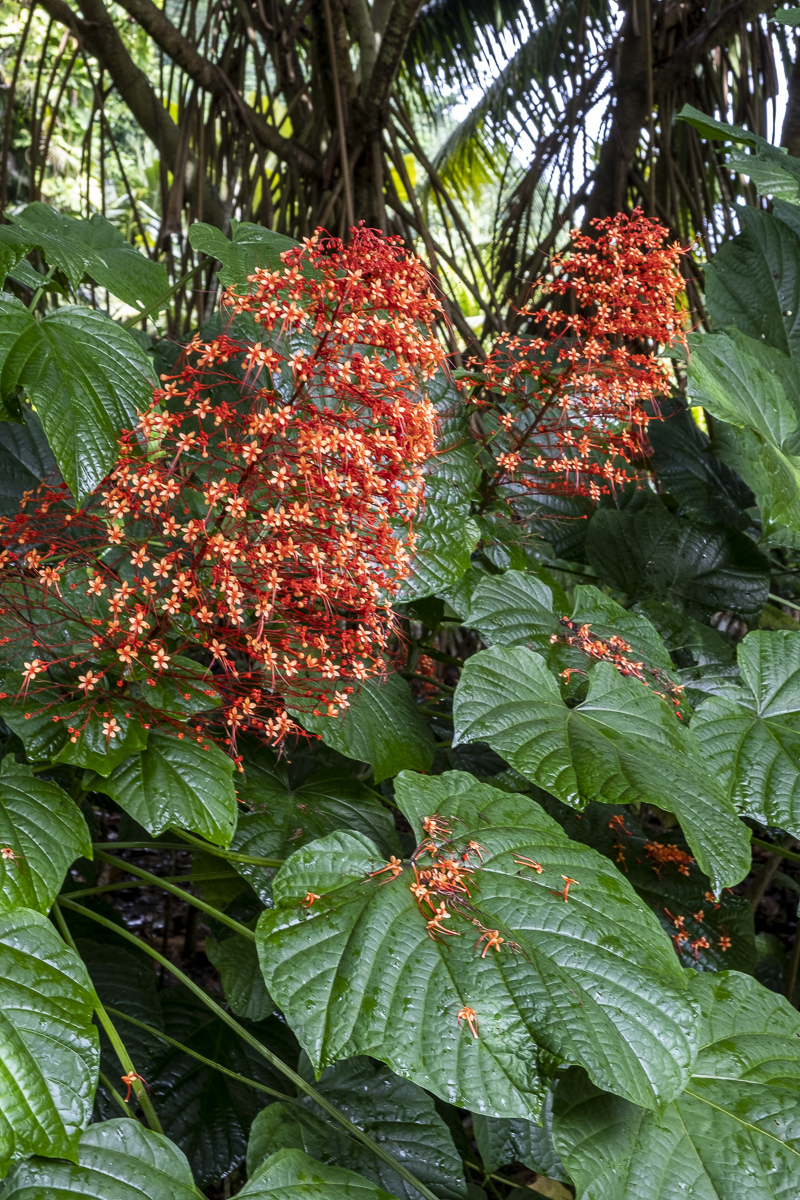 Blüten Tahiti.jpg