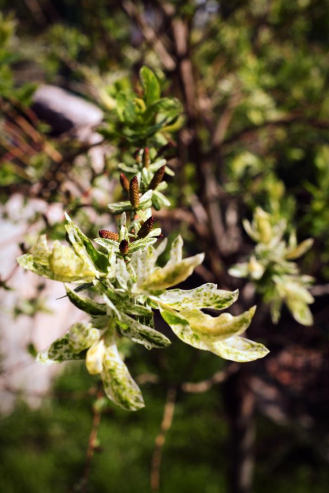 Blüten