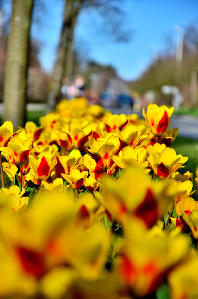 Blüten