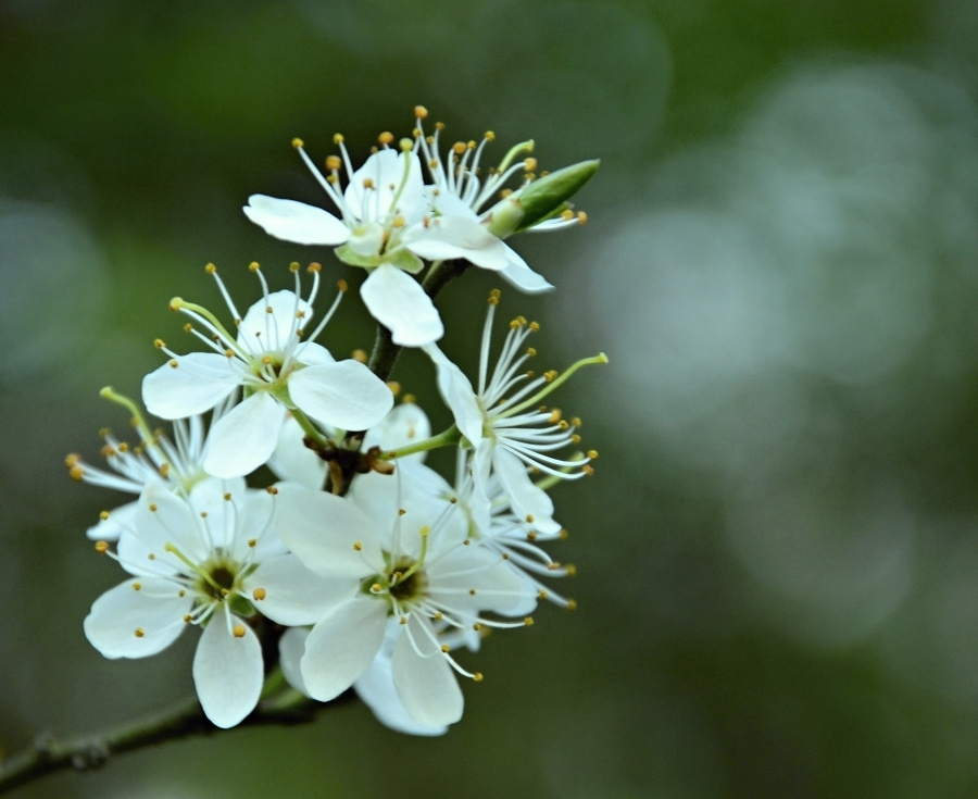 Blüten