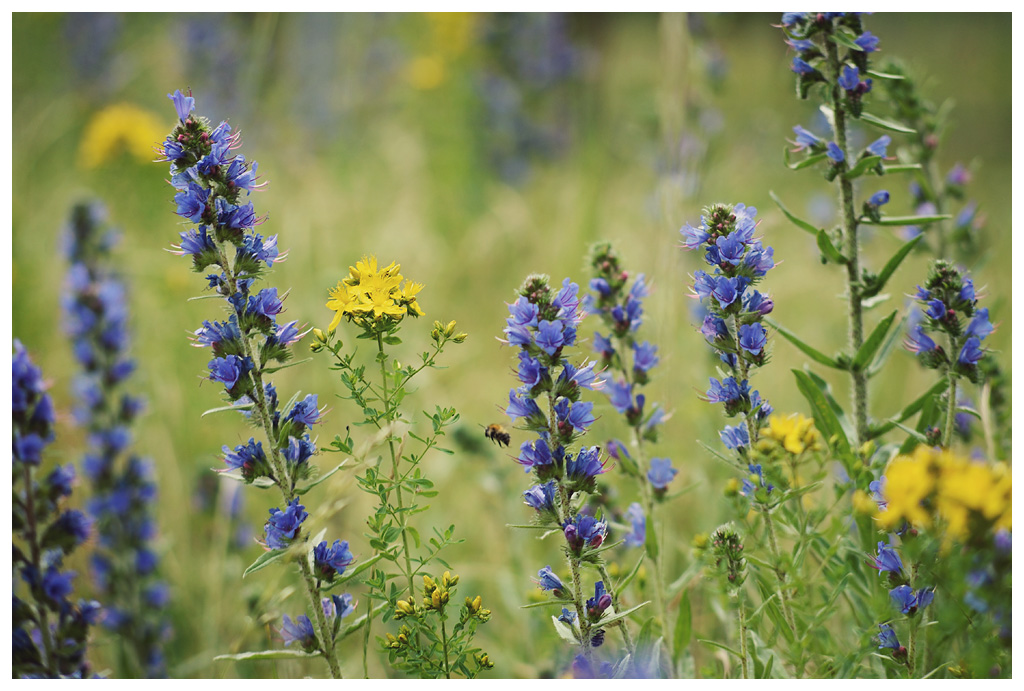 blüten