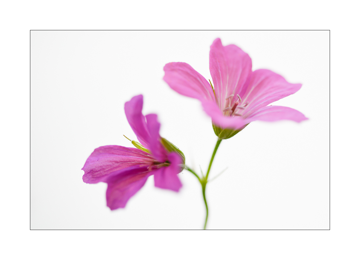 Blüten