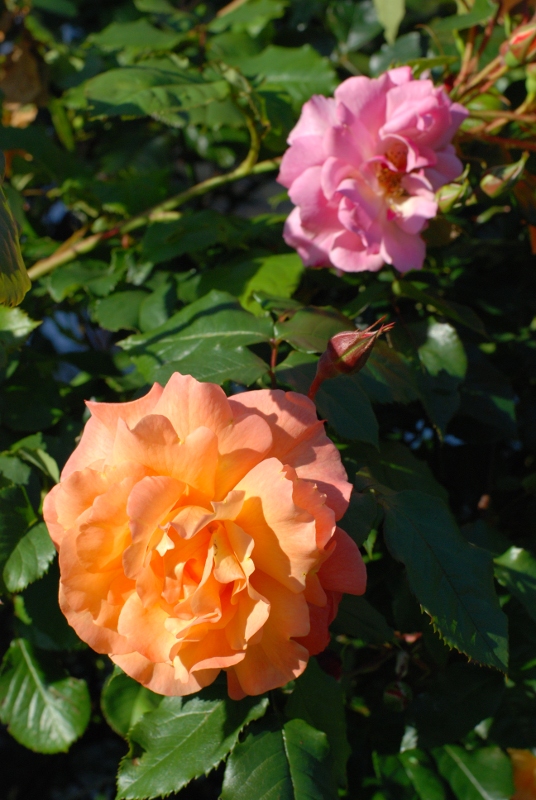 blüten