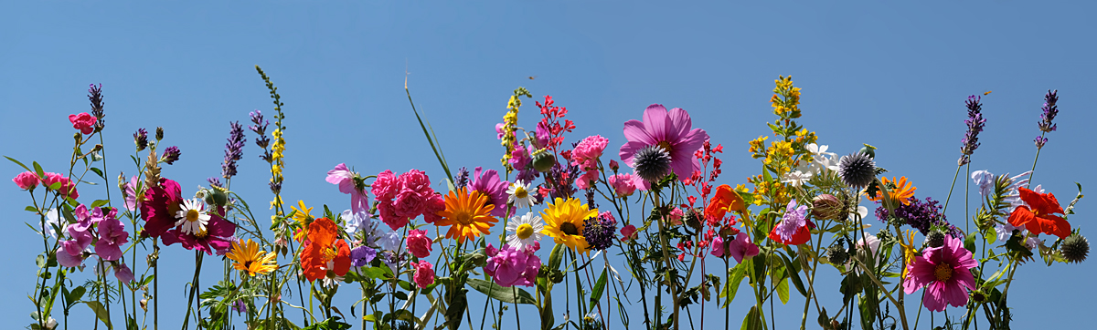 Blüten