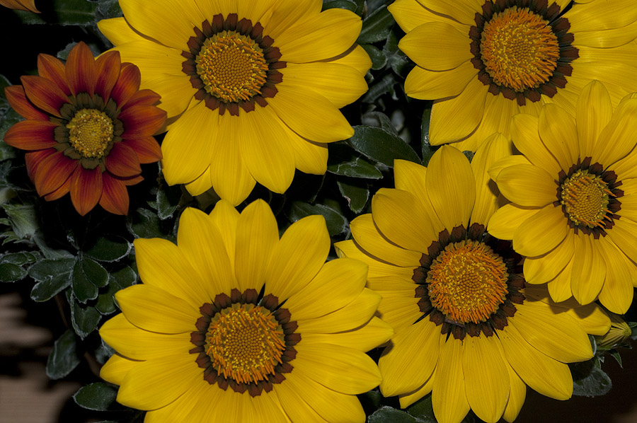 Blüten