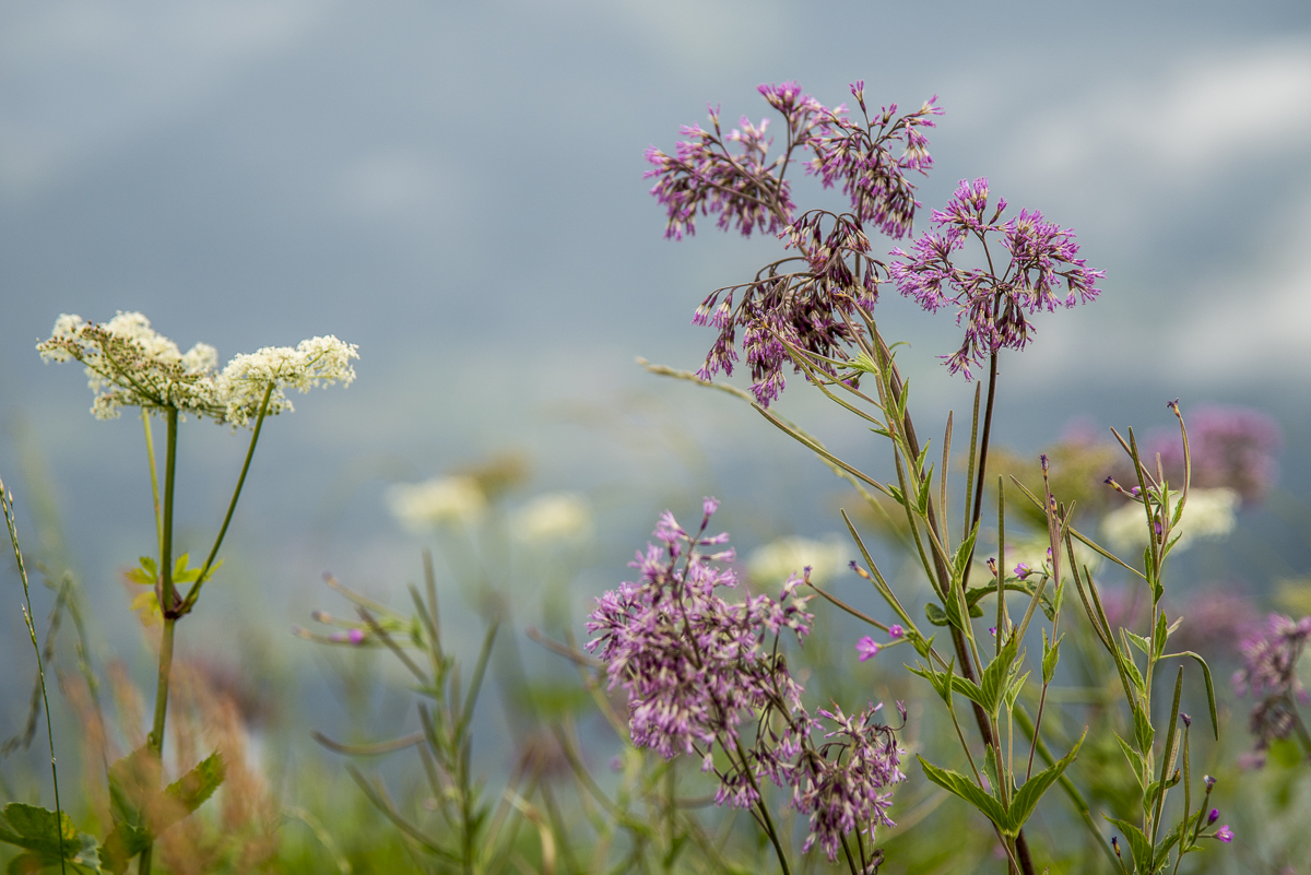 Blüten1.jpg