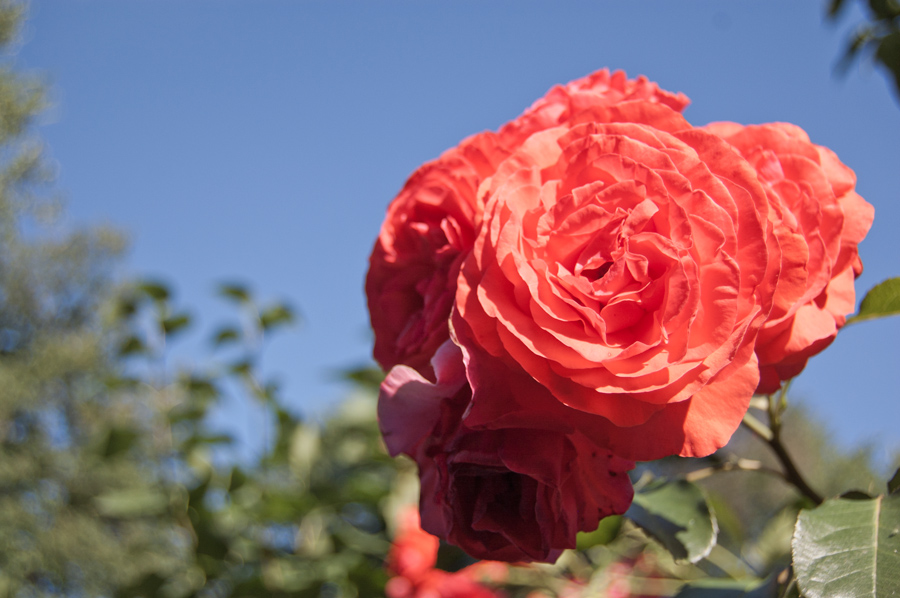Blüten1