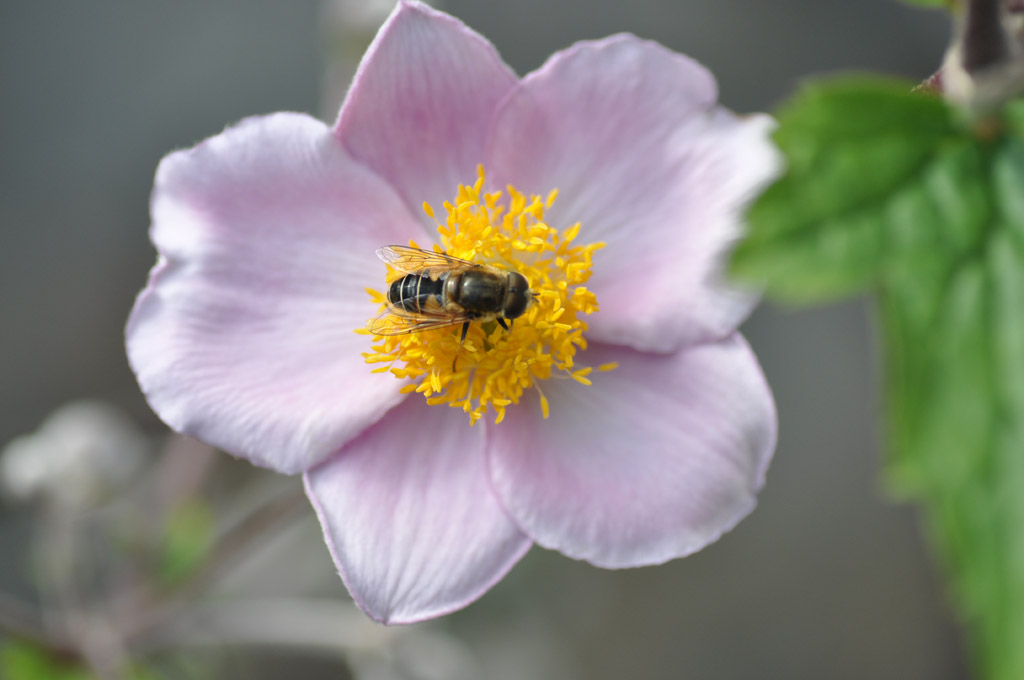 Blütenbesuch