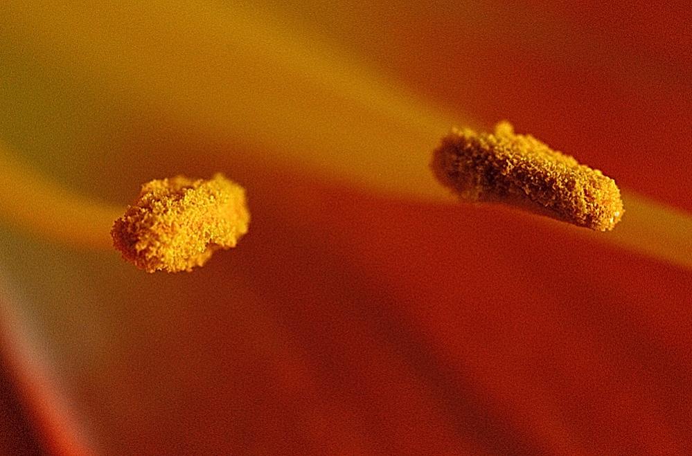 Blütendetail