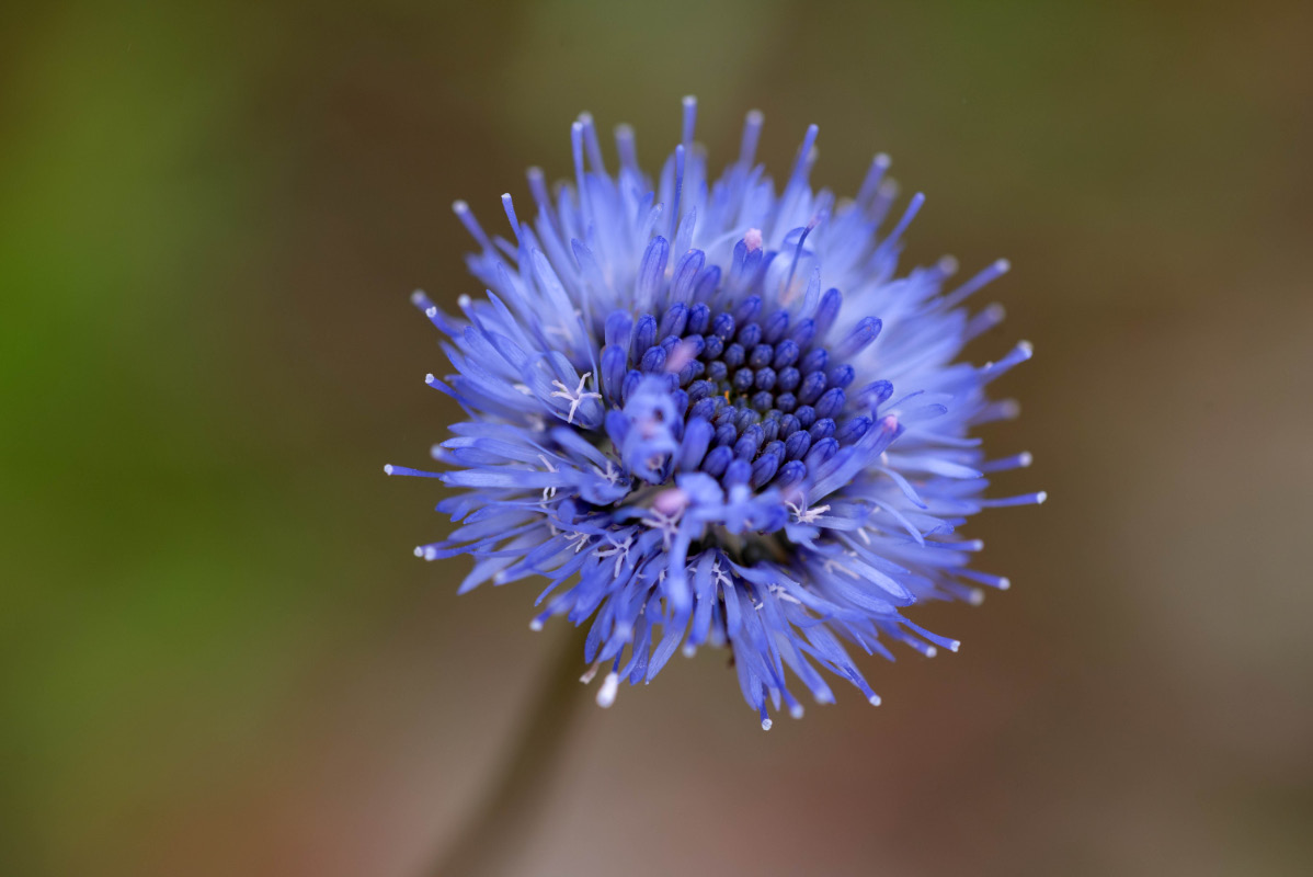 Blütententakel der Witwenblume.jpg
