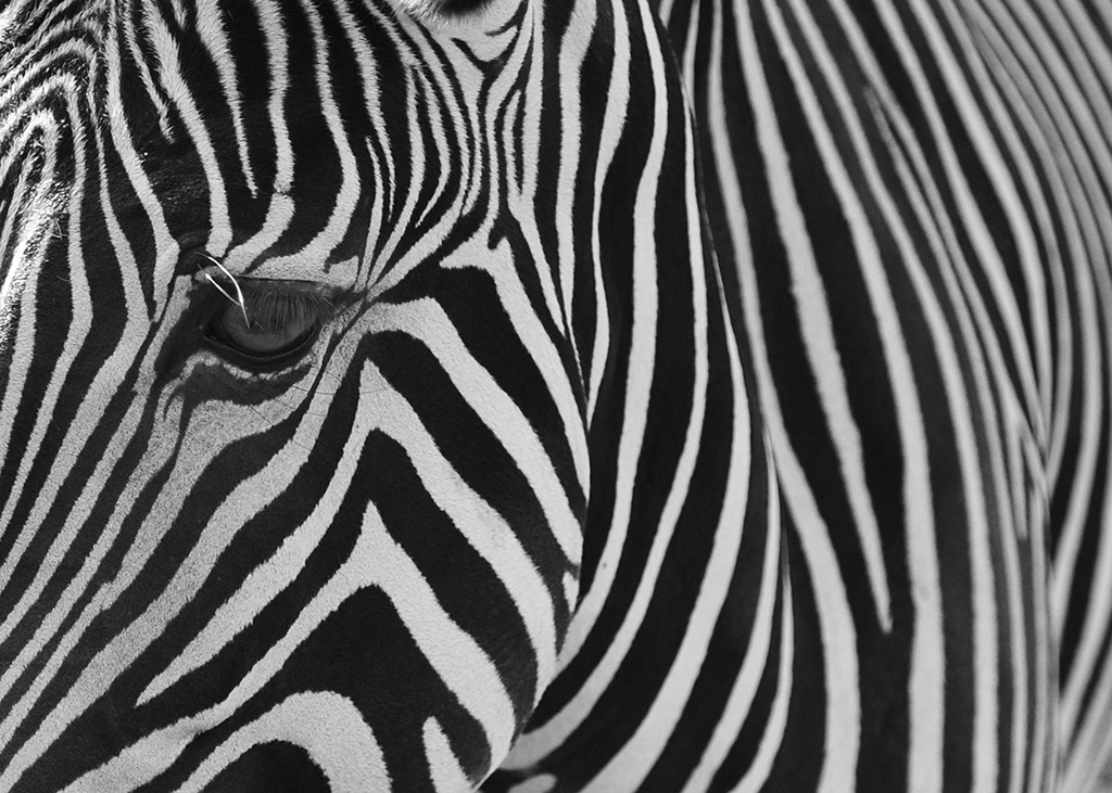 black &amp; white
