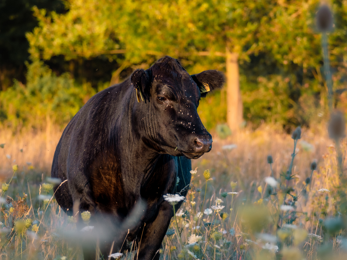Black Angus
