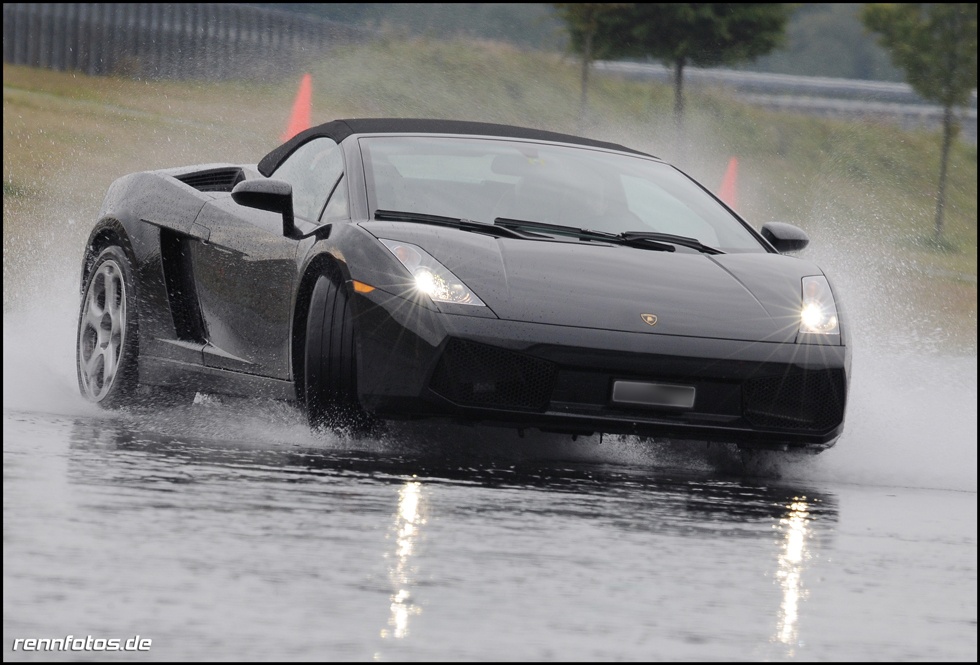 black bull