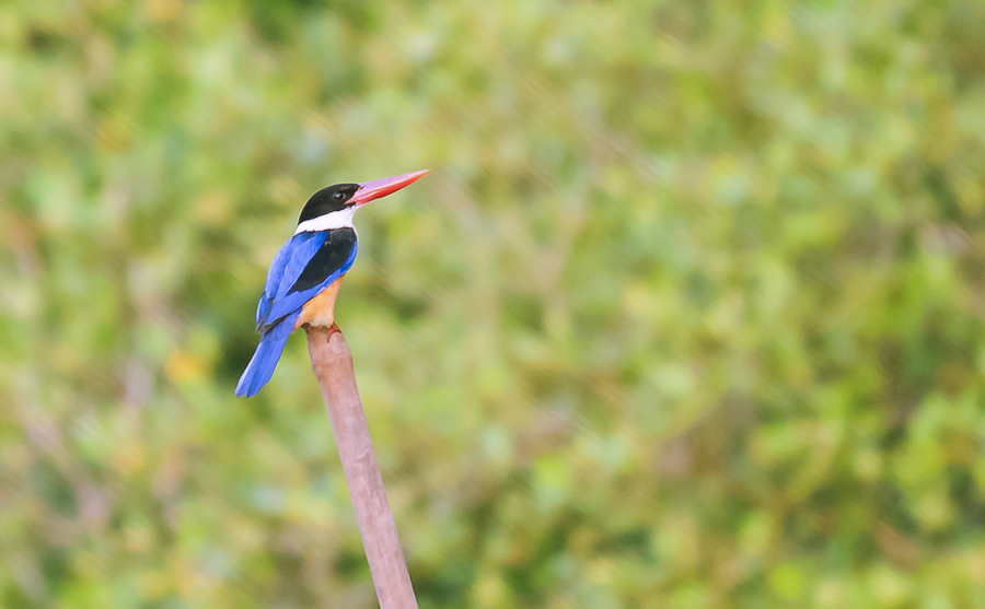 Black-capped Kingfisher