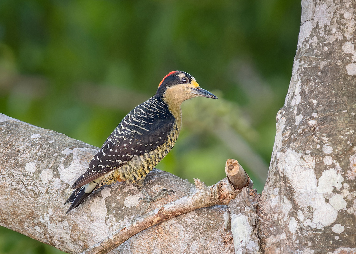 Black-cheeked Woodpecker.jpg