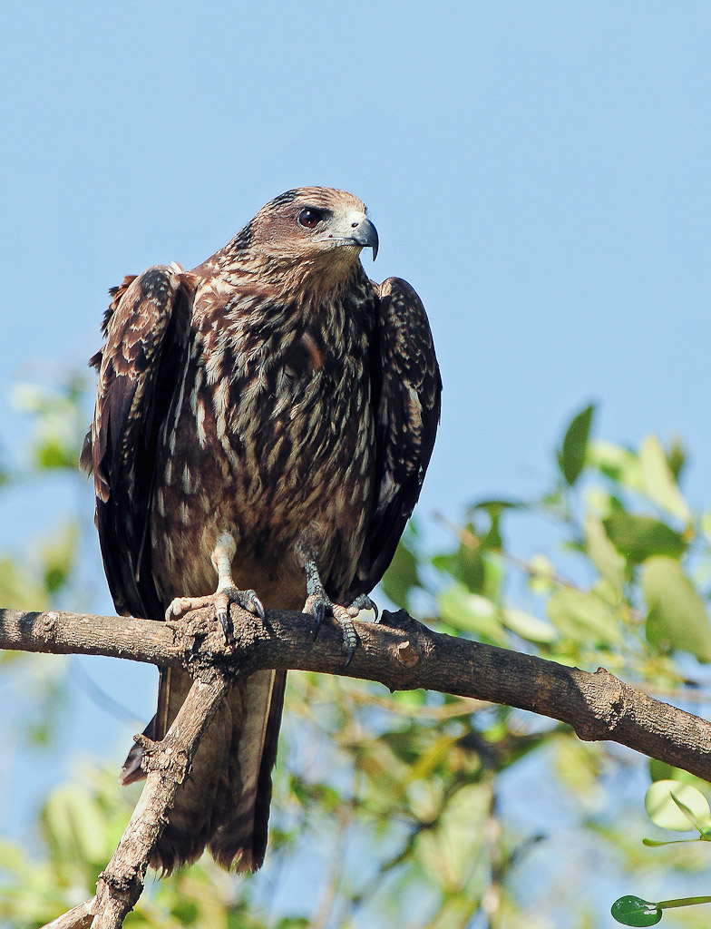 Black Kite