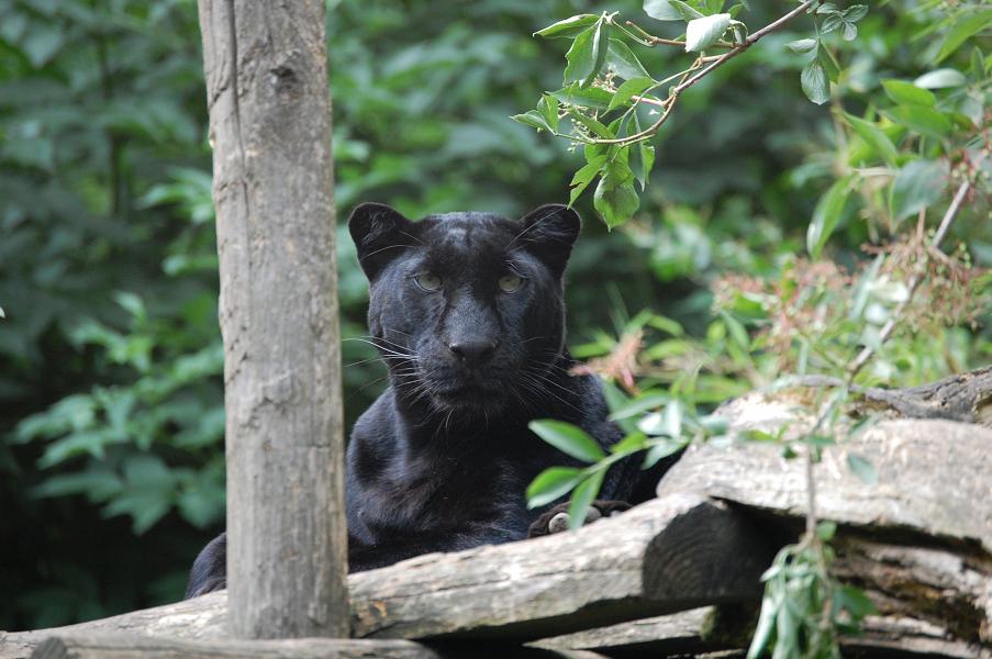black panther