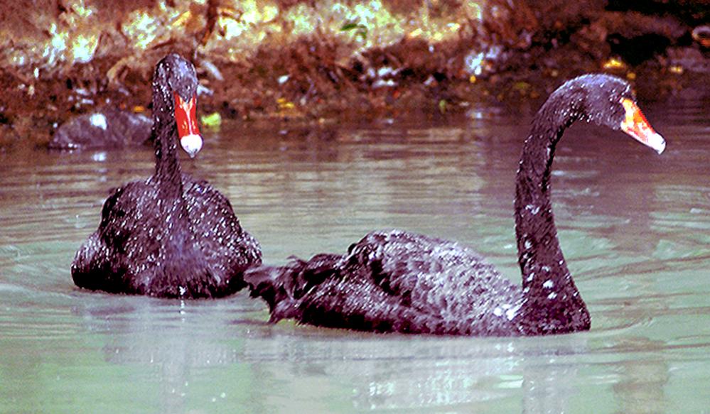 black swans
