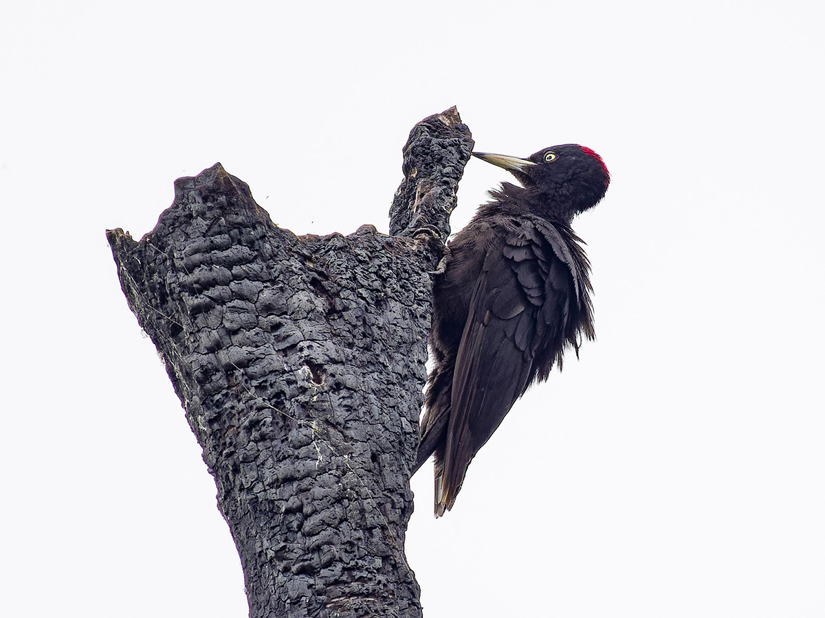 Black Woodpecker.jpg