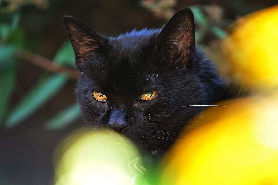 Blacky