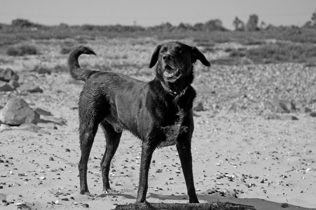Blacky1SW