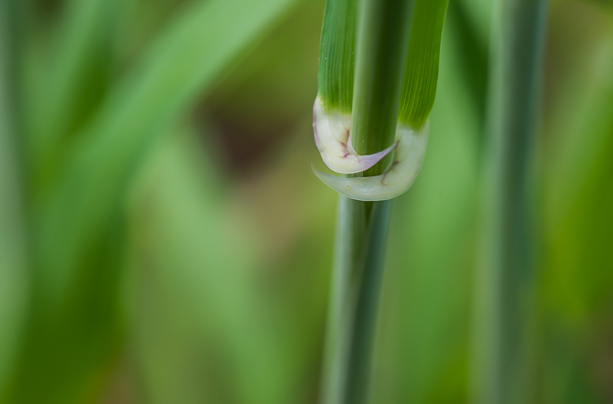 Blattöhrchen 2 (1 von 1).jpg