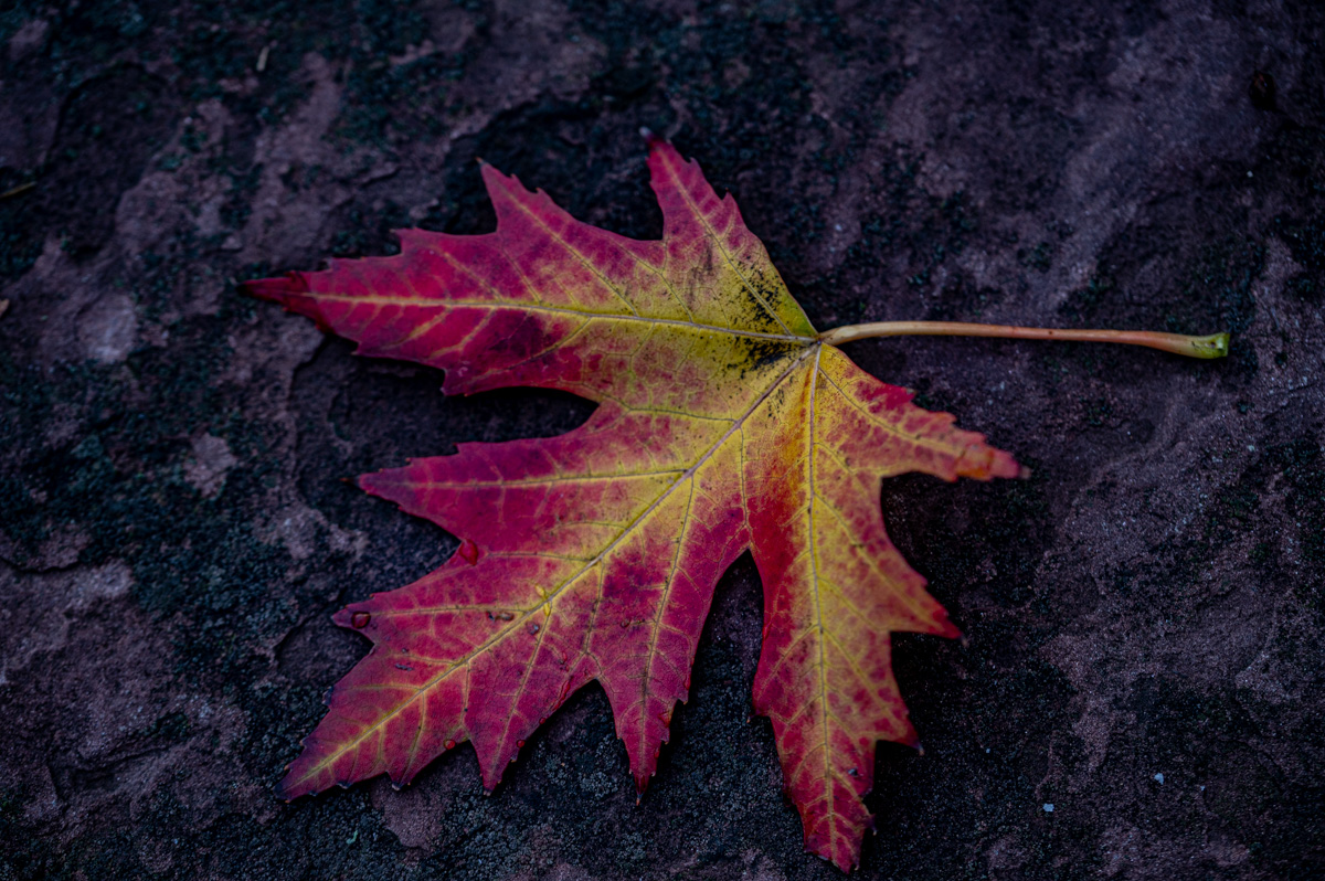 Blatt am Brunnen