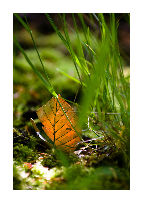 Blatt am Waldboden