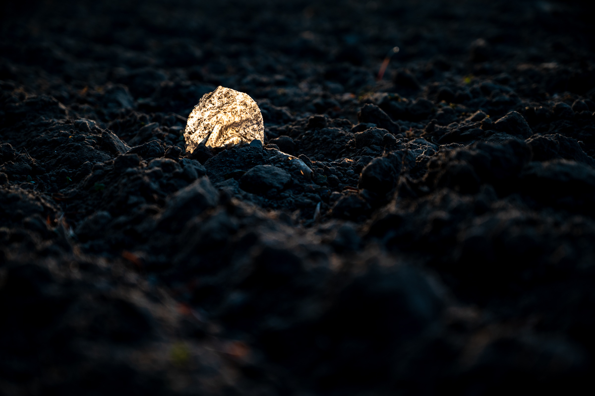 Blatt auf Acker
