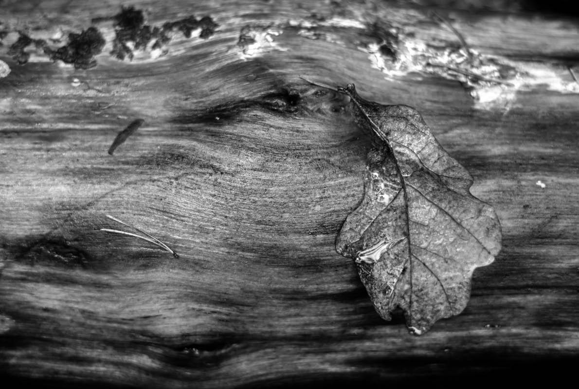 Blatt auf Holz BW.jpg