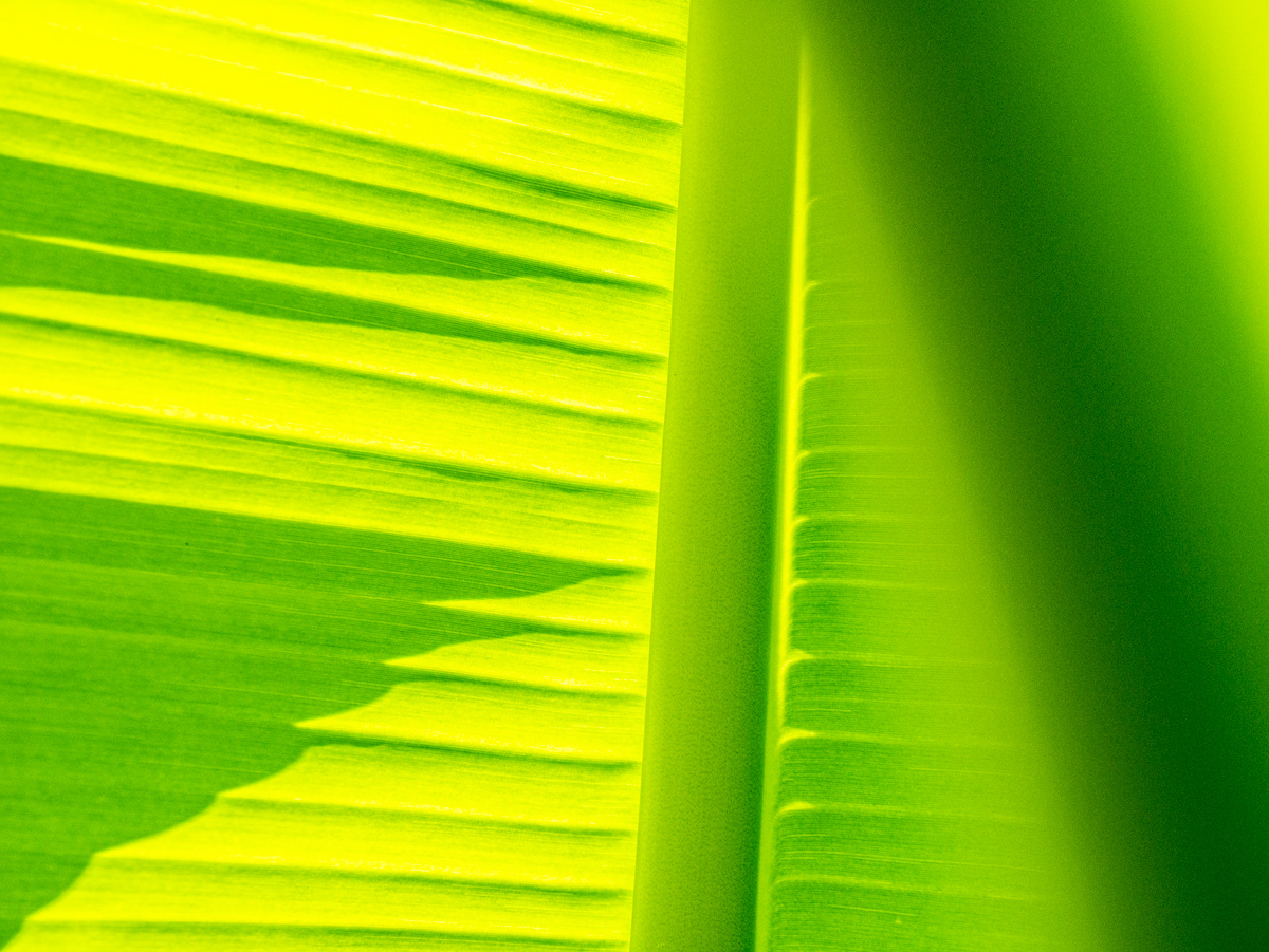 Blatt der Japanischen Faserbanane