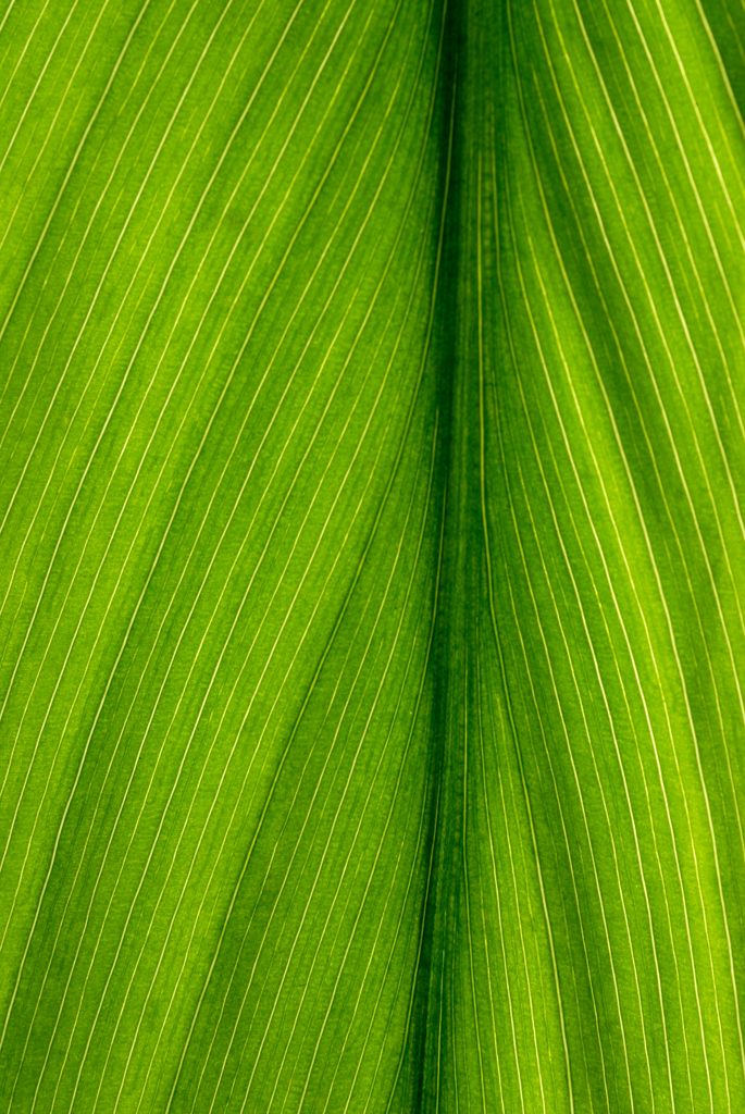 Blatt grün 200 0646