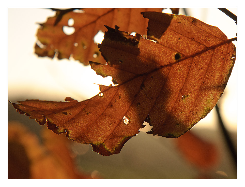Blatt im Gegenlicht 1