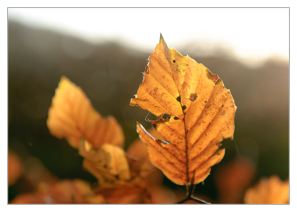 Blatt im Gegenlicht 2