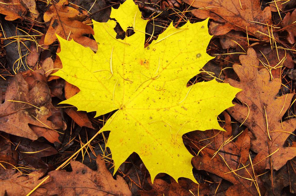 Blatt im Laubklein