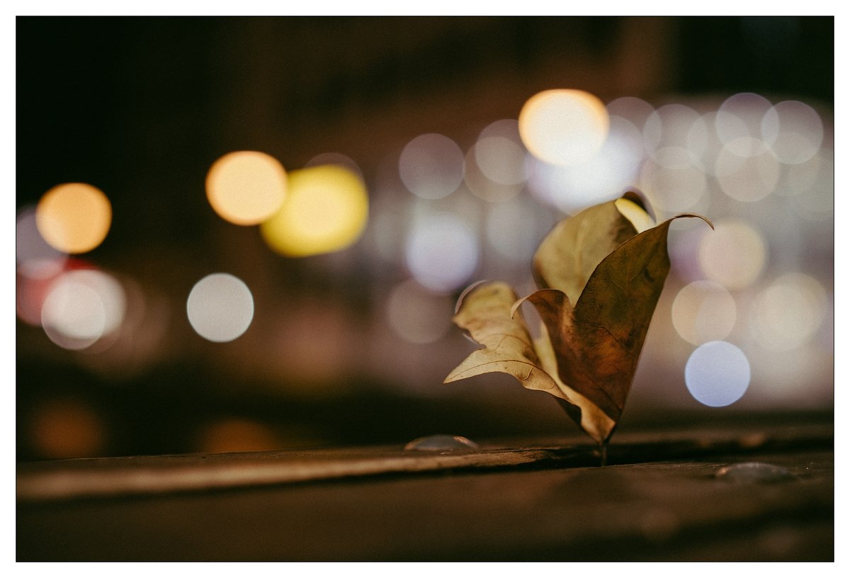 Blatt im Licht der City