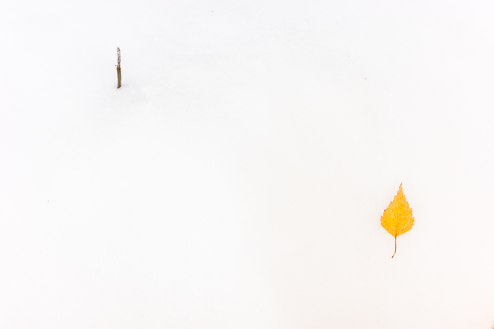 Blatt im Schnee