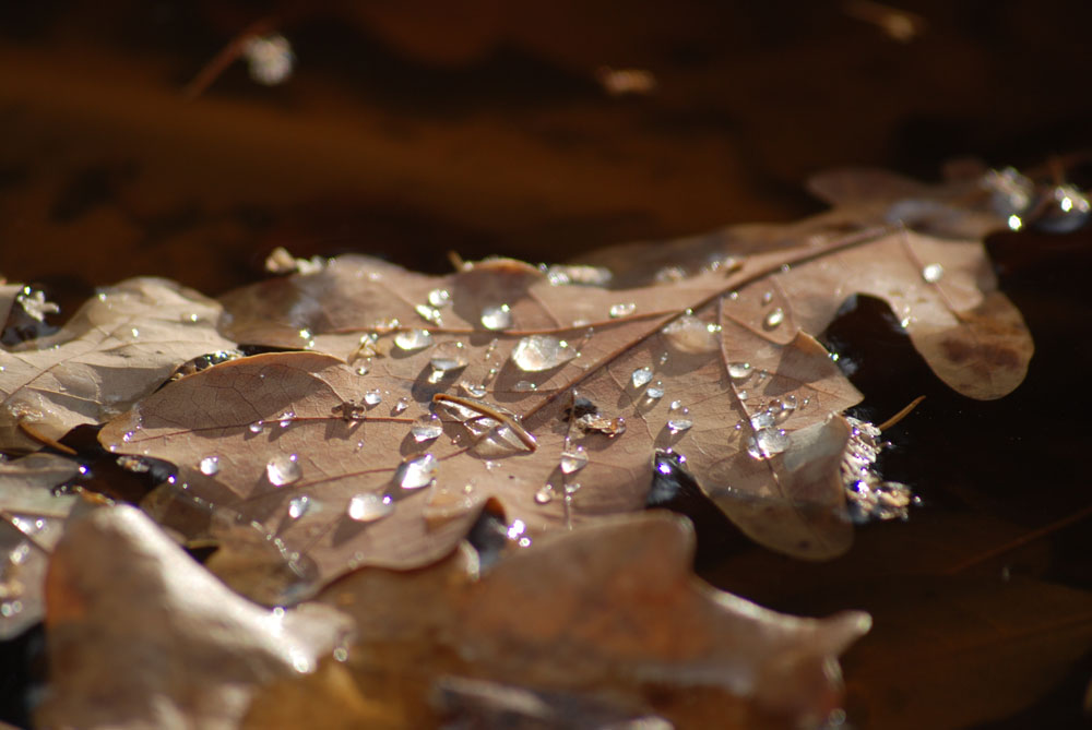 Blatt im Wasser