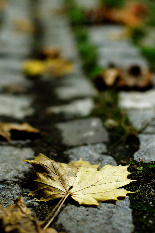 Blatt in Regenrinne