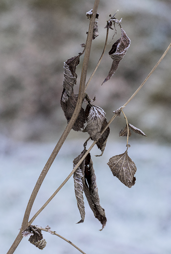 Blatt.jpg