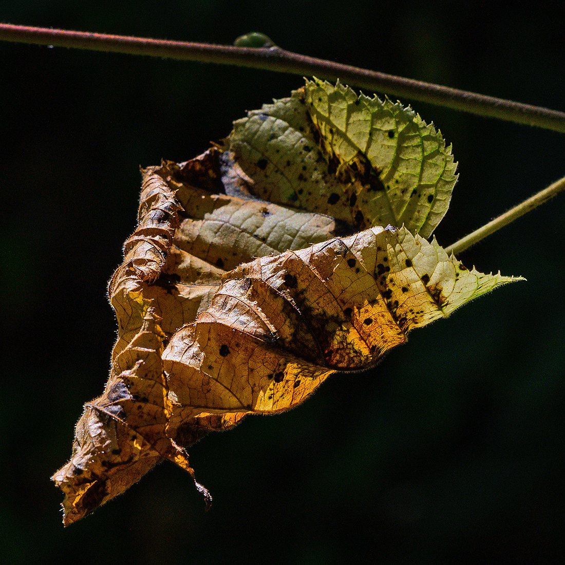 Blatt.jpg
