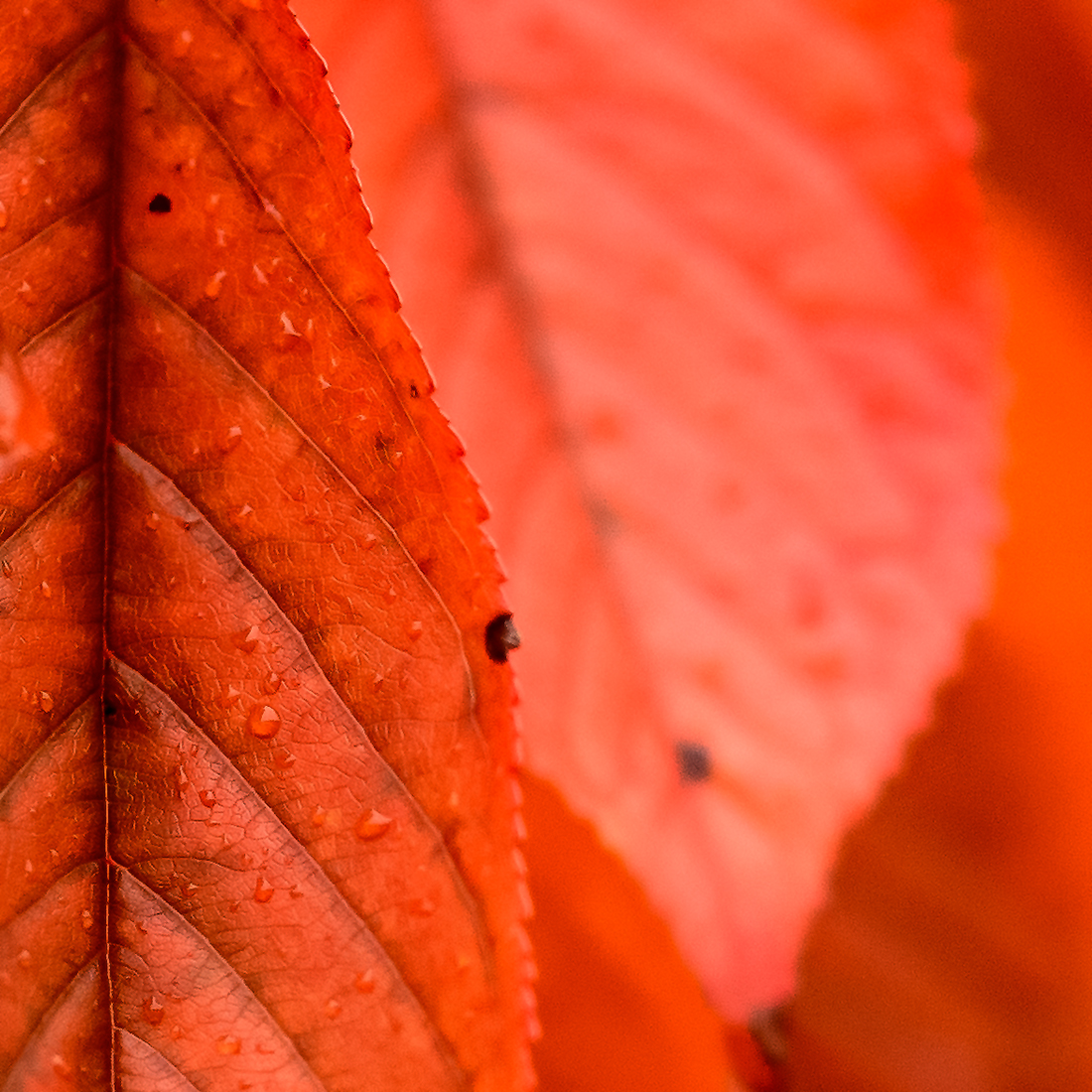 Blatt.jpg