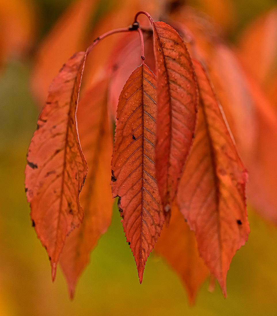Blatt.jpg