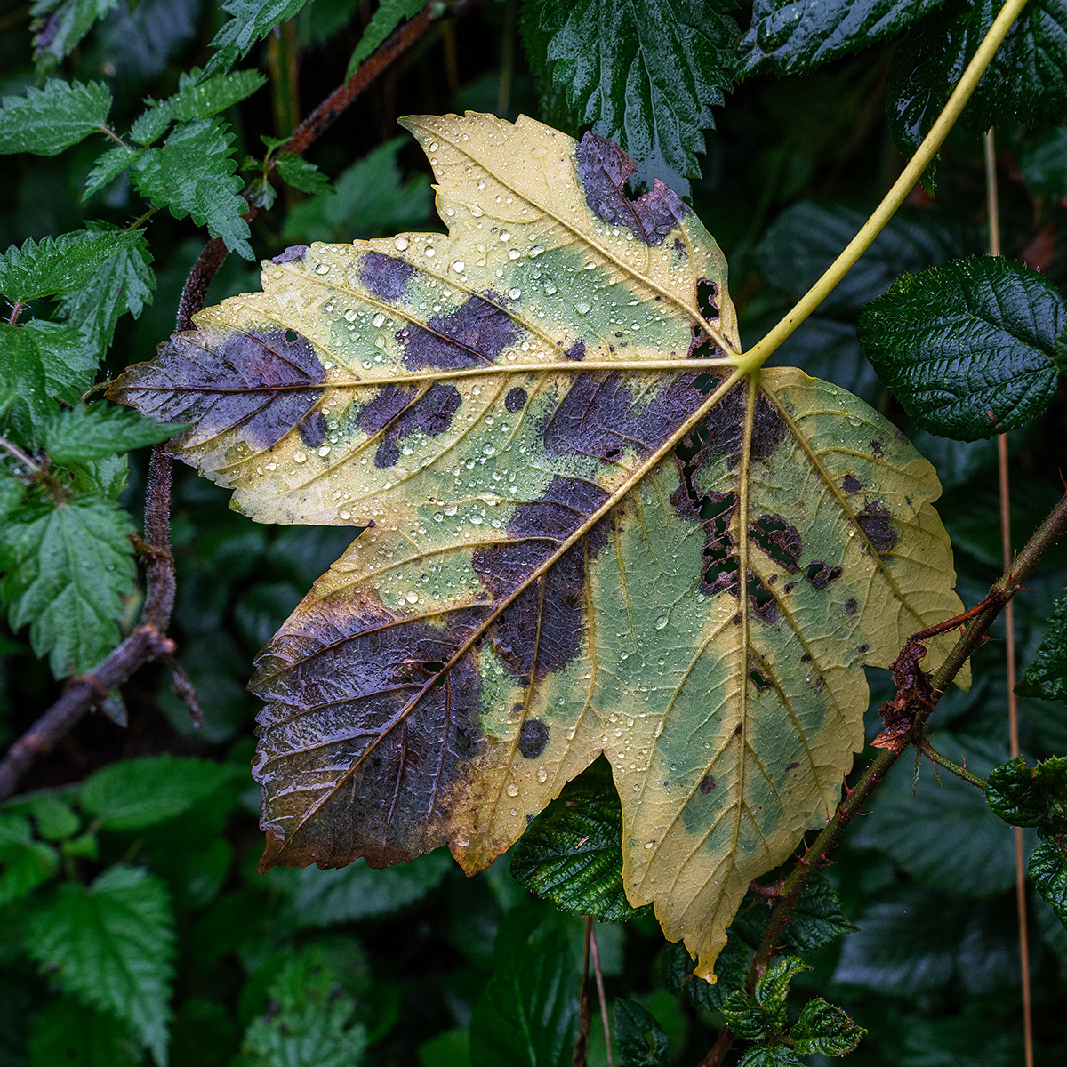 Blatt.jpg