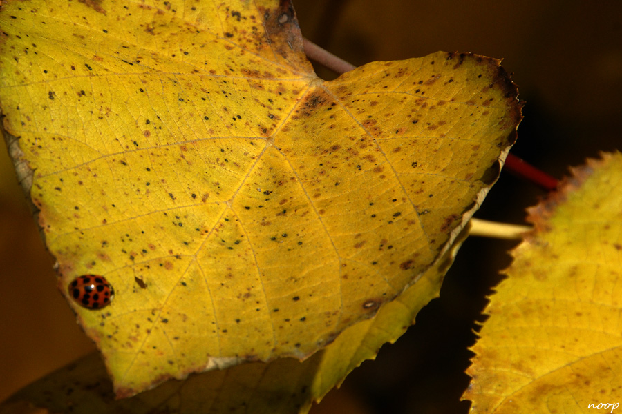 Blatt mit Marienkäfer Kopie
