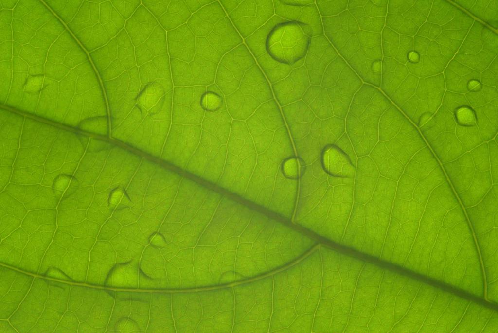 Blatt mit Wasserperlen